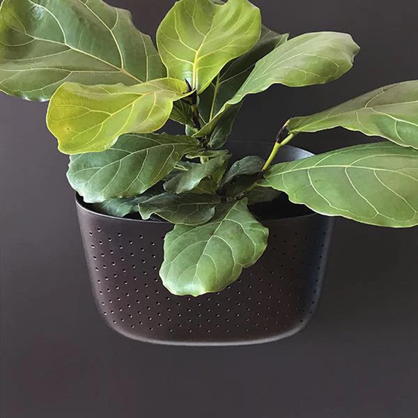 Wally Eco Wall Planter Espresso