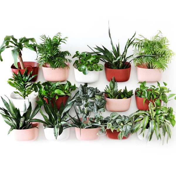 Wally Eco Wall Planter Spa