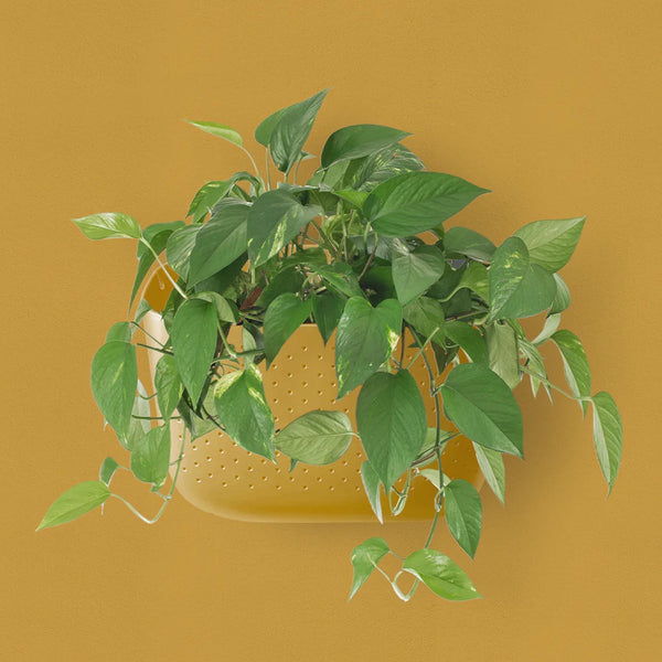 Wally Eco Wall Planter Mustard