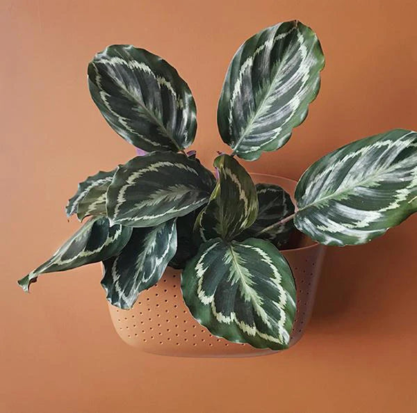 Wally Eco Wall Planter Terracotta