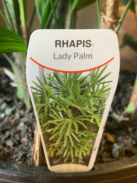 Rhapis excelsa