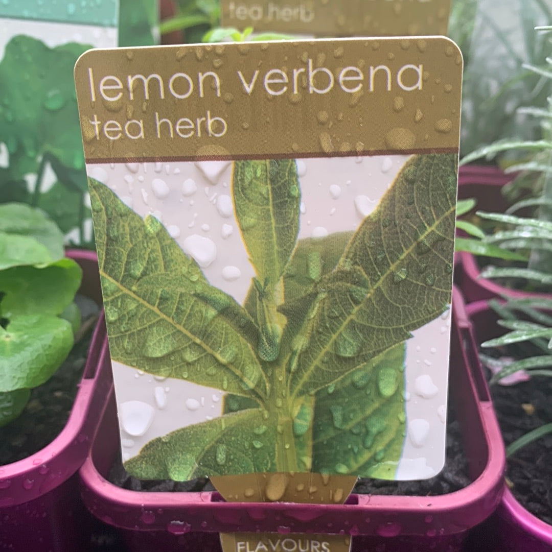 Lemon Verbena