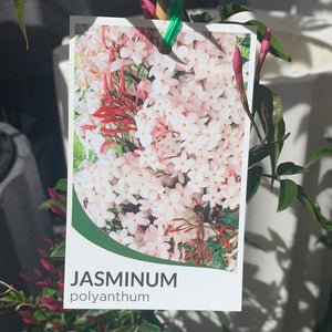 Jasmine Polyanthum 14cm