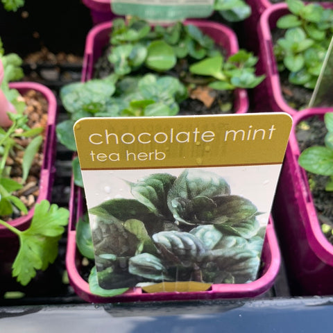 Mint Chocolate 100mm