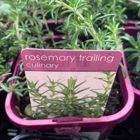 Rosemary Trailing