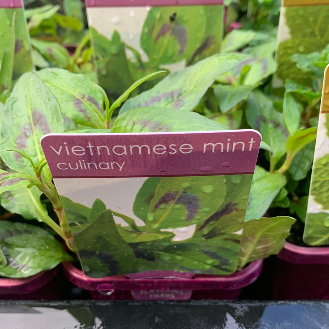 Mint Vietnamese