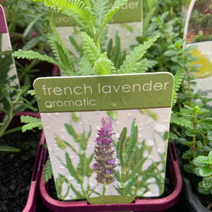 French Lavender