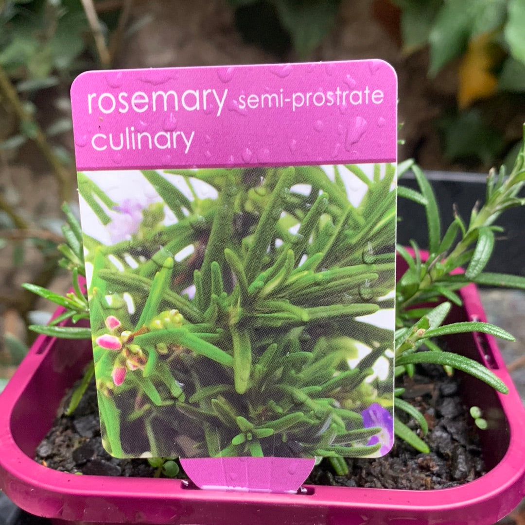 Rosemary Semi-Prostrate 140mm