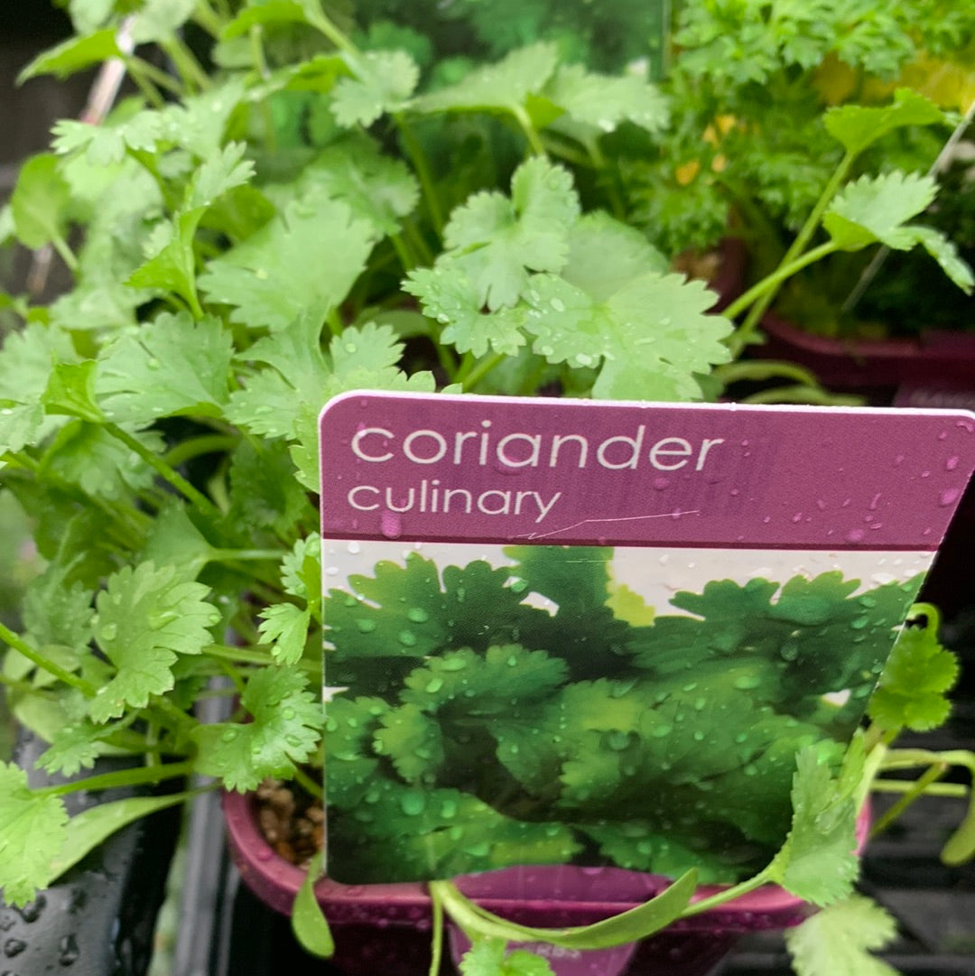 Coriander