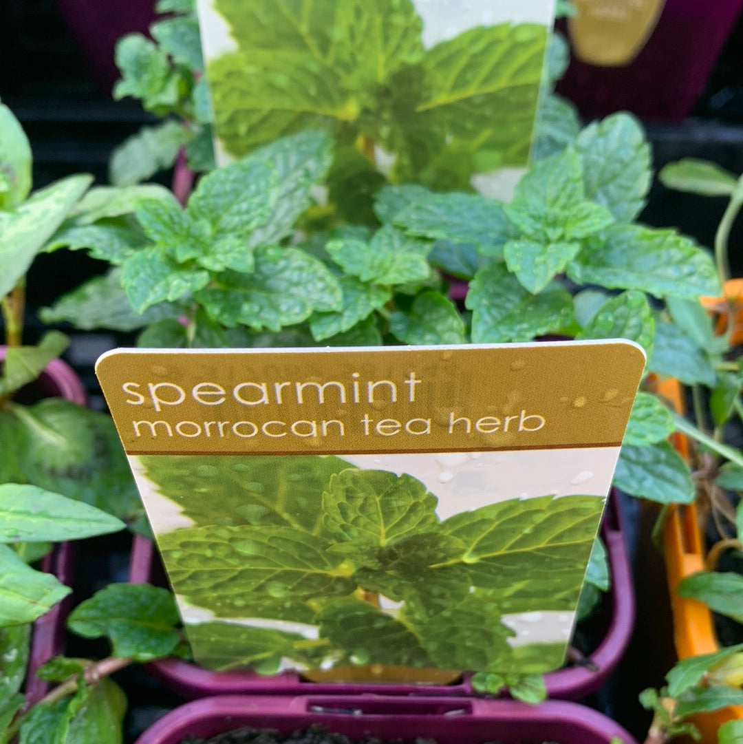 Spearmint 100mm