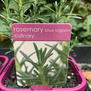 Rosemary Blue Lagoon