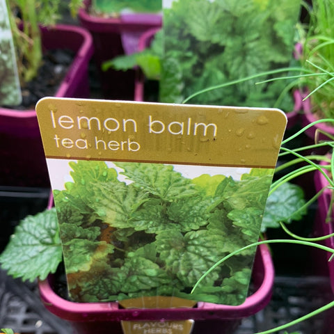 Lemon Balm 100mm