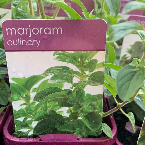 Marjoram