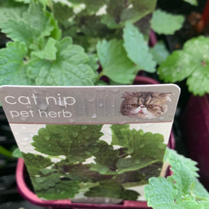 Cat Nip 100mm