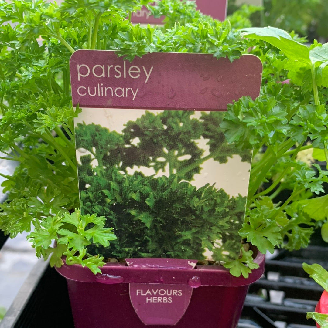 Parsley