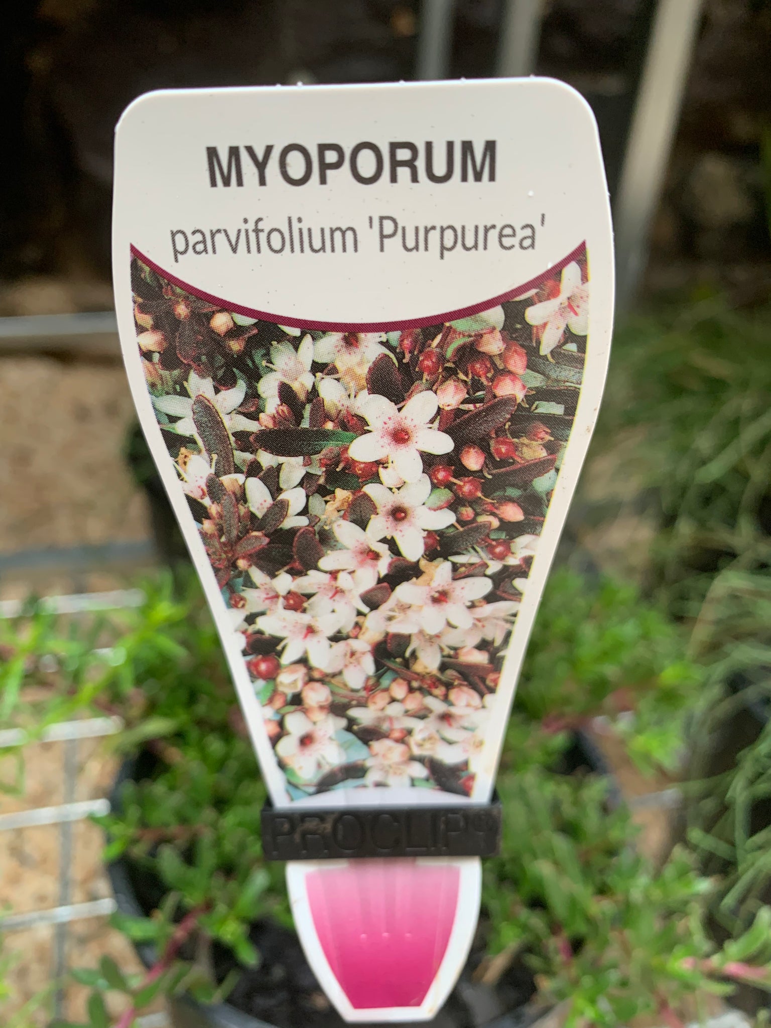 Myoporum parvifolium purpurea 140mm