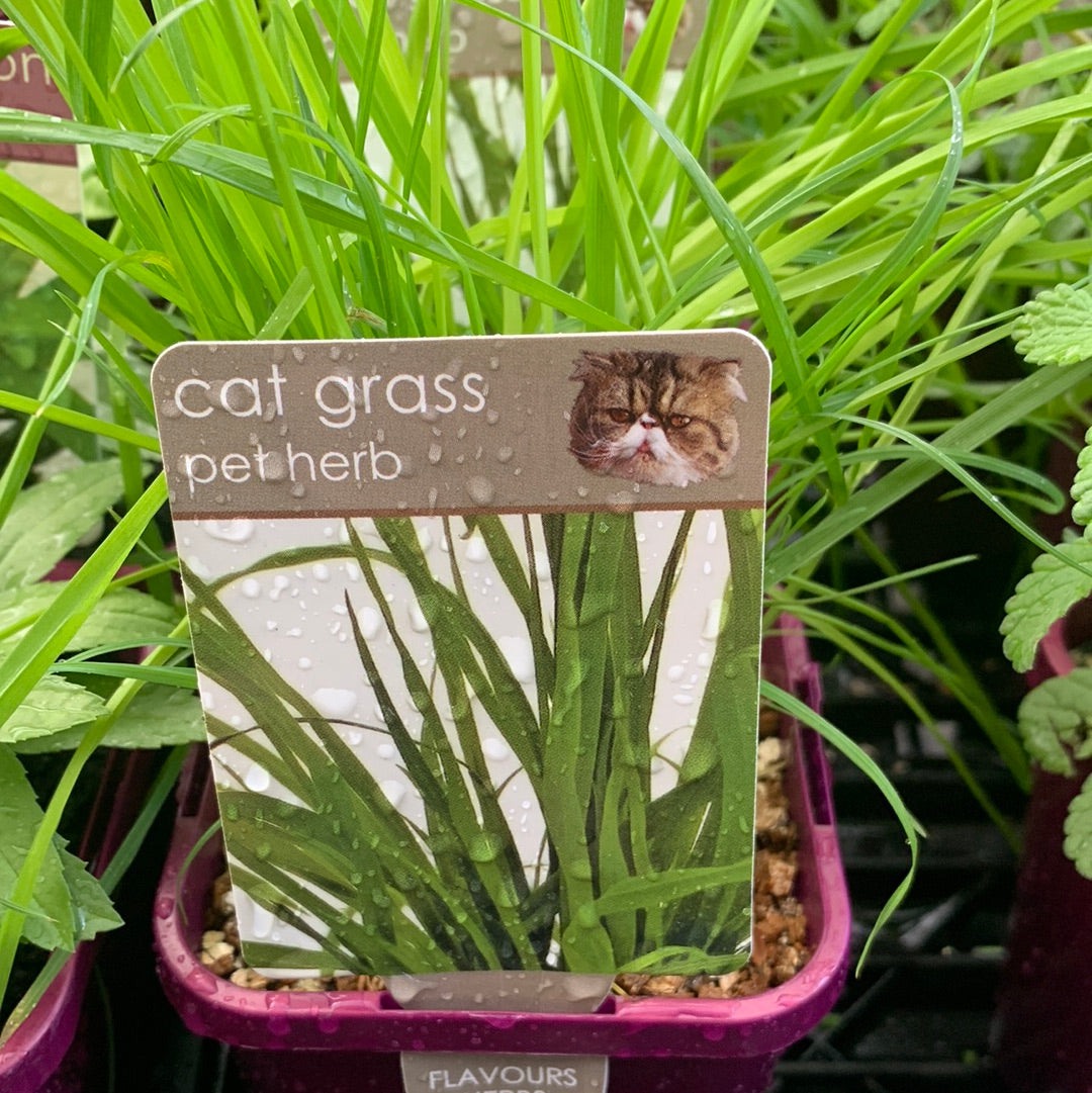 Cat Grass