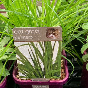 Cat Grass