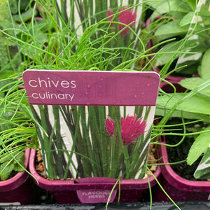 Chives