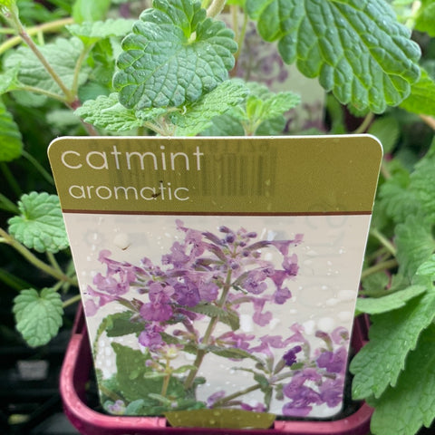 Catmint 100mm