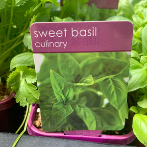 Sweet Basil