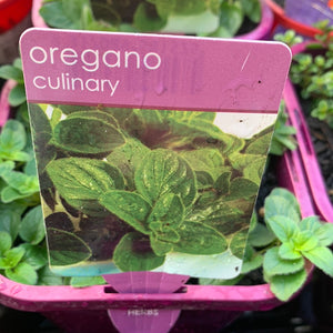 Oregano