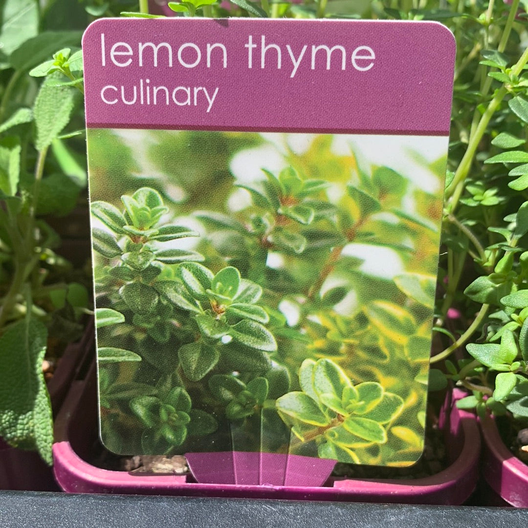 Thyme Lemon