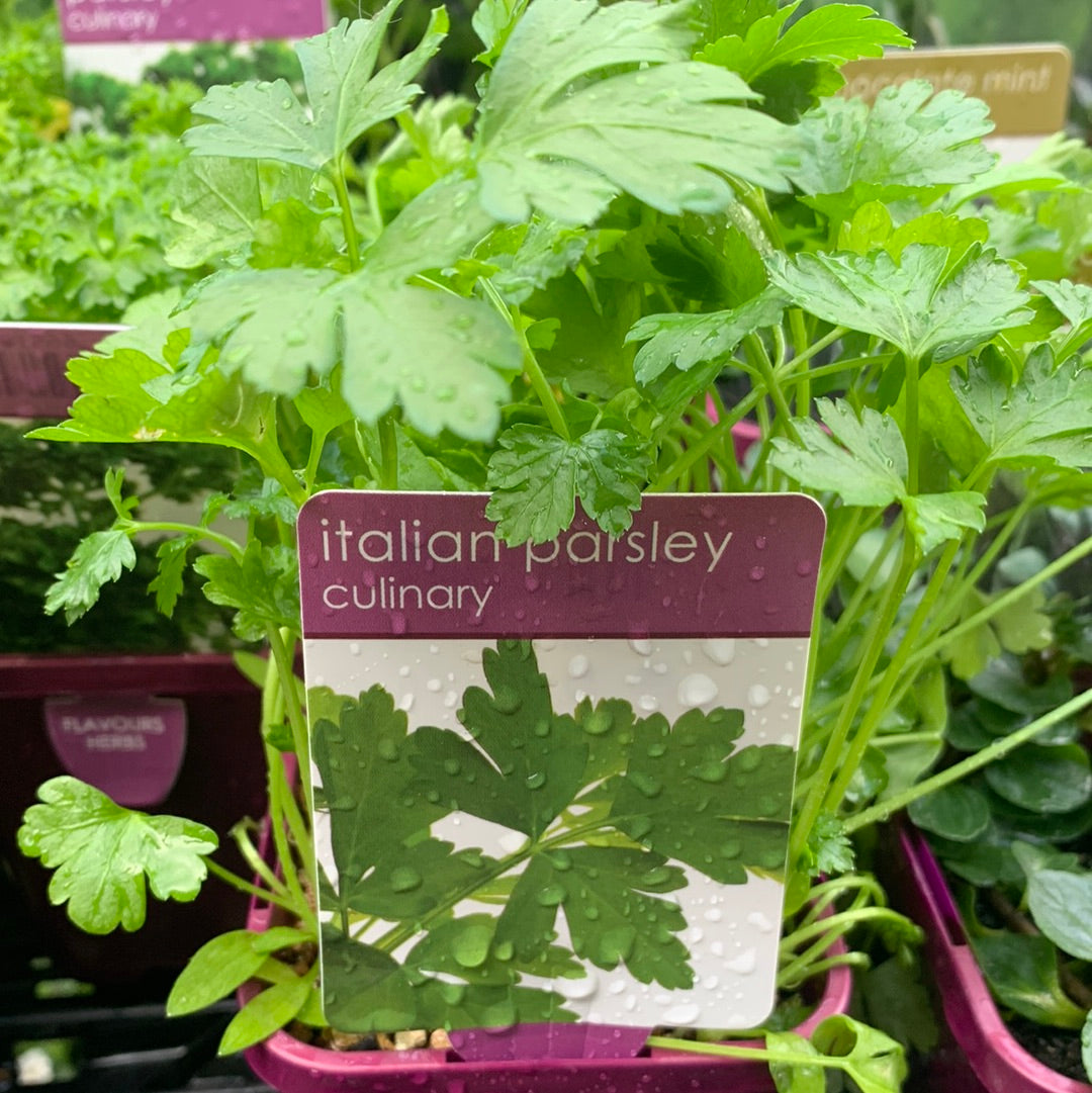 Italian Parsley