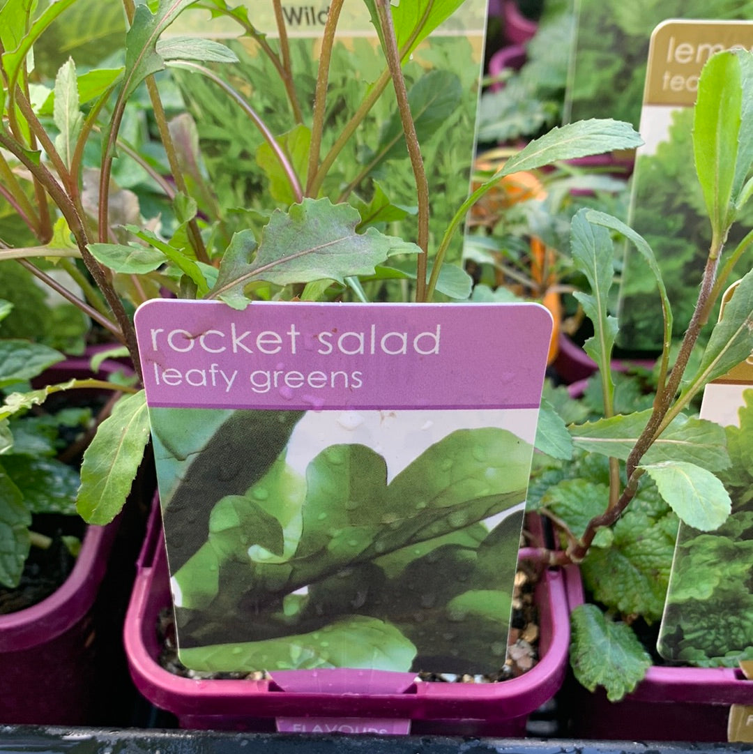 Rocket Salad 100mm