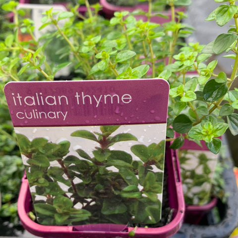 Italian Thyme