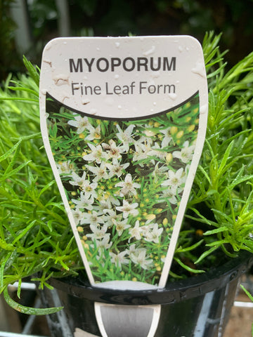 Myoporum parvifolium Fine Leaf Form 140mm