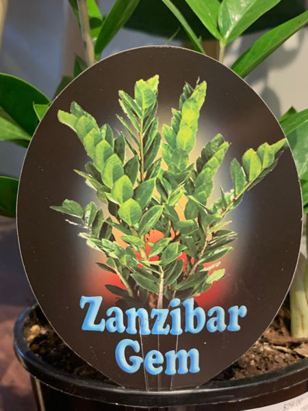 Zamioculcas zamiifolia Zanzibar Gem