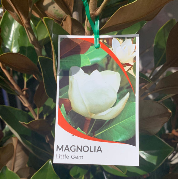 Magnolia Little Gem