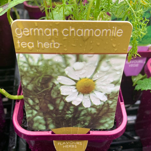 German Chamomile 100mm