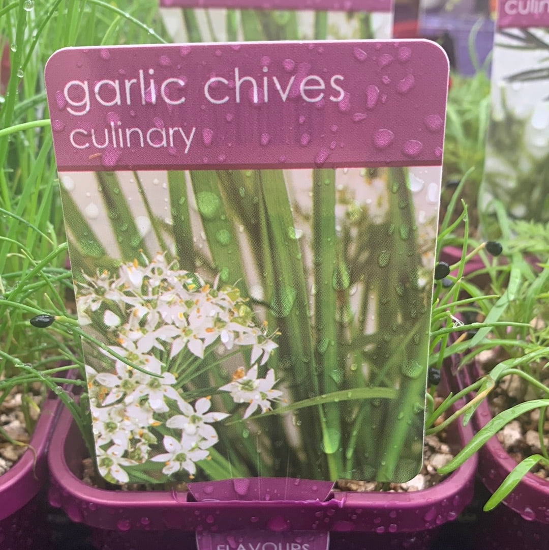 Chives Garlic