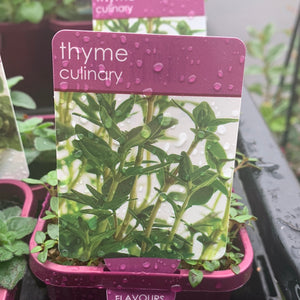 Thyme