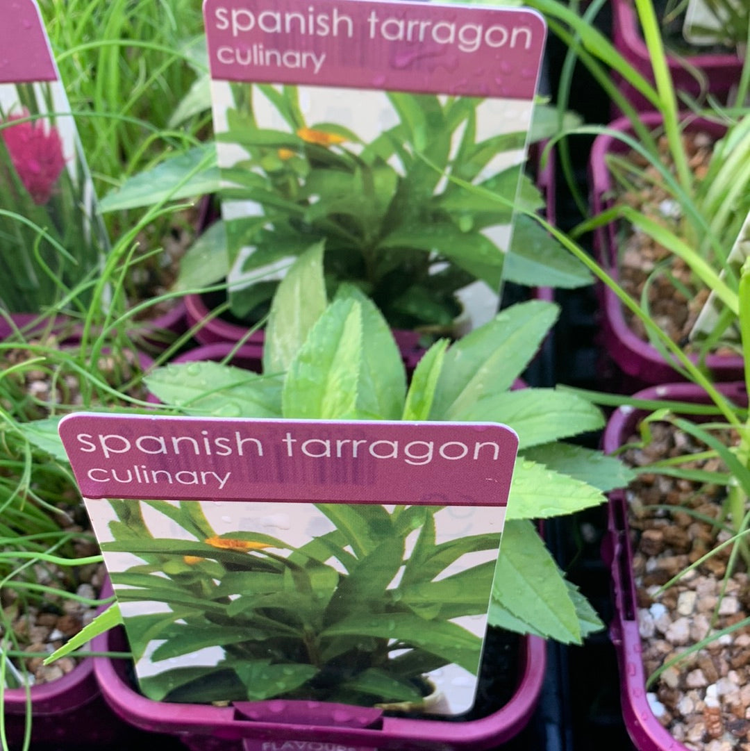 Spanish Tarragon 100mm