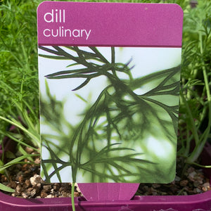 Dill