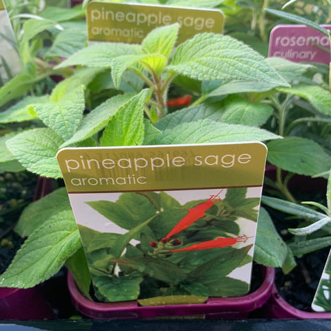 Pineapple Sage 100mm