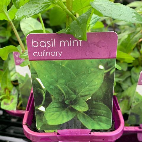 Basil Mint 100mm