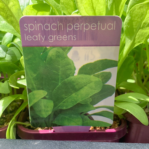 Spinach Perpetual